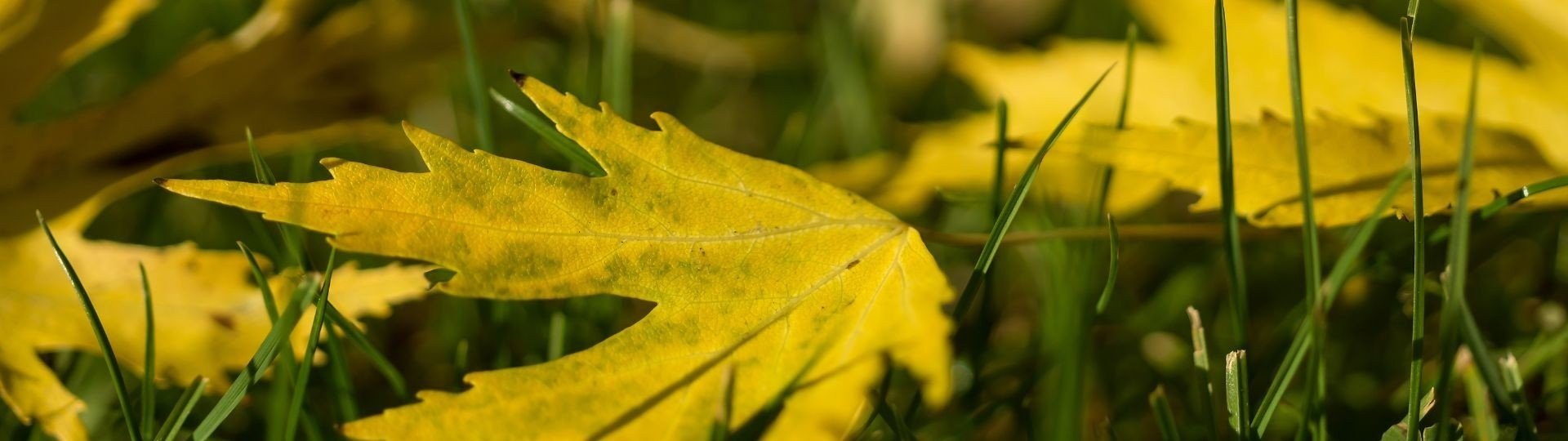 Herbstblatt