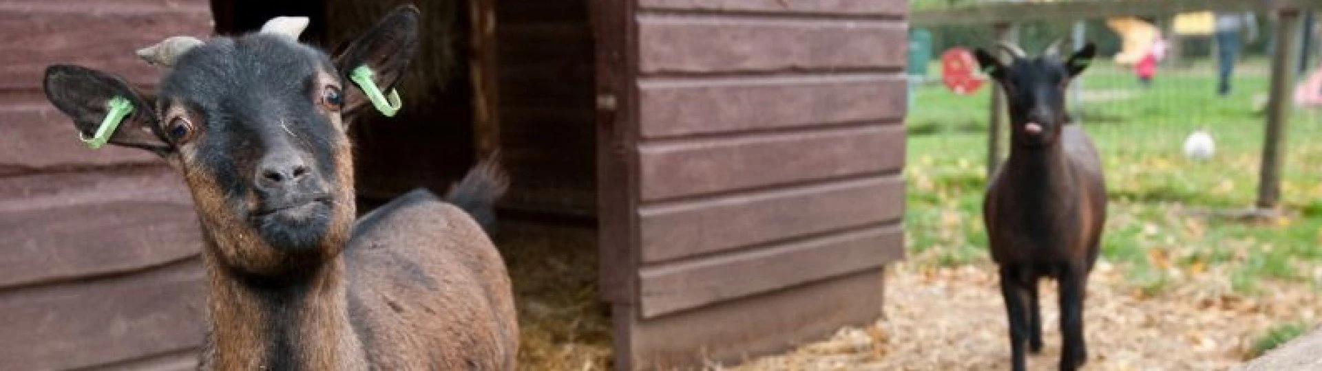 Kinderboerderij geiten