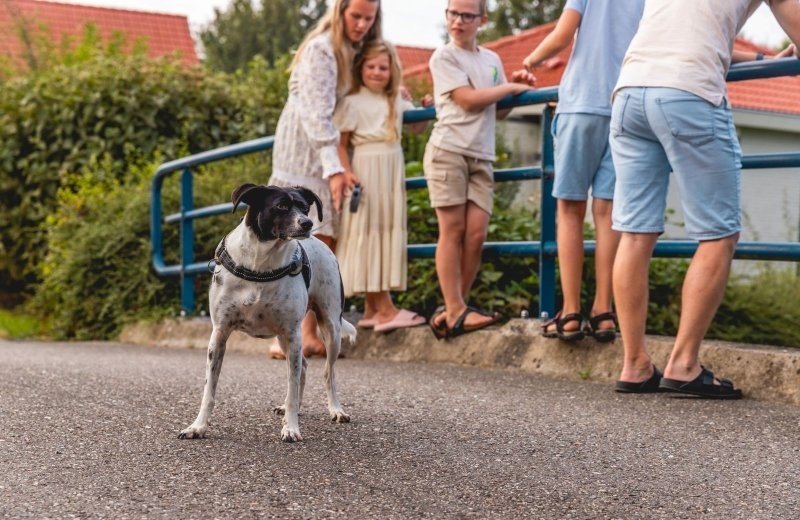Urlaub am ijsselmeer mit hund ferienpark